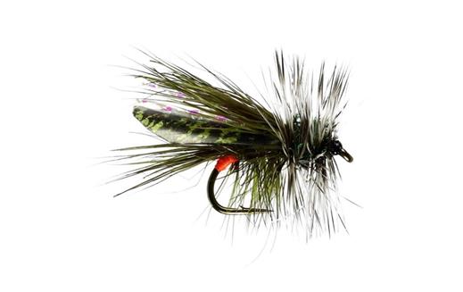 Sooty Olive Seducer Sedge