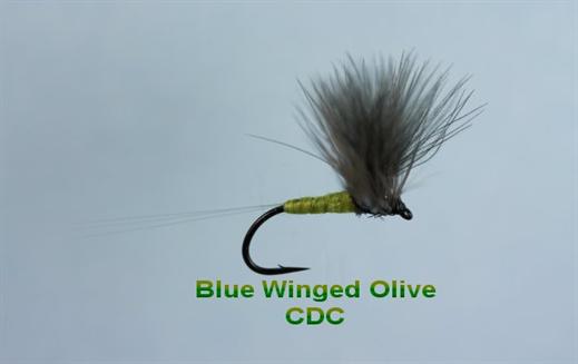 Blue Winged Olive CDC