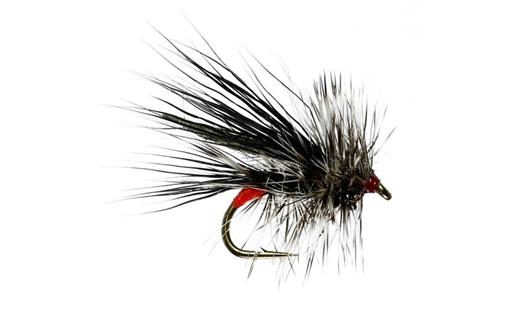 Black Seducer Sedge