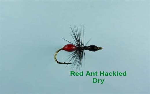 Fly Fishing Flies by Colorado Fly Supply - Epoxy Ant Fly Pattern - Ant  Terrestrial Fly Fishing Lure - Hard Body Ant - Trout Flies and Lures for  Fishermen - Fishing Tackle - 3 Pack of Trout Flies