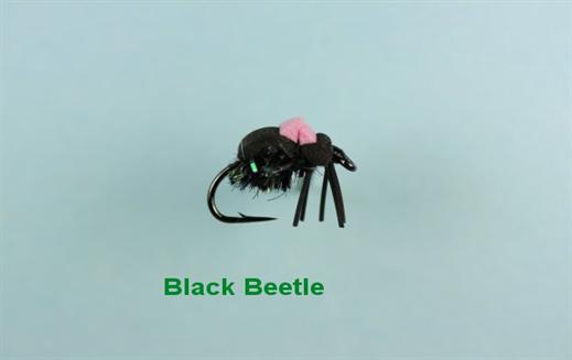 Black Beetle Foam