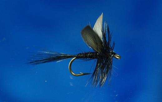 Black Gnat Mayfly