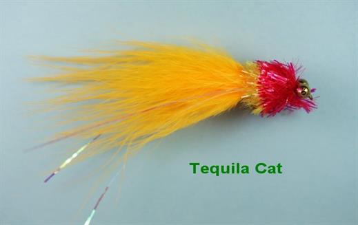 Tequila Cat