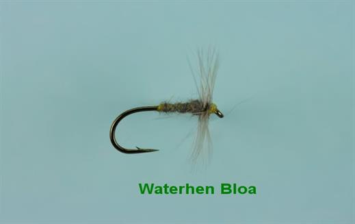 Waterhen Bloa