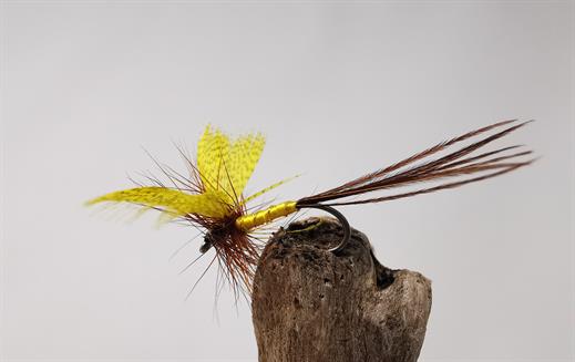 Yellow Drake Mayfly