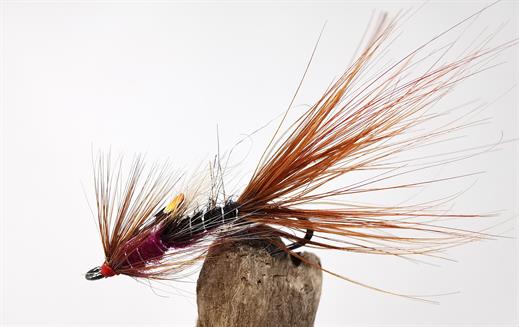 Irish Foxford Shrimp JC