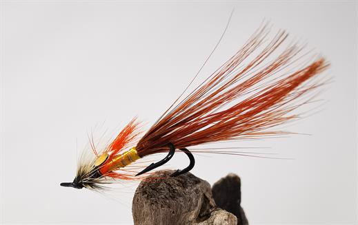 Irish Finn Gold Shrimp