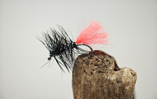 Black Zulu Dry