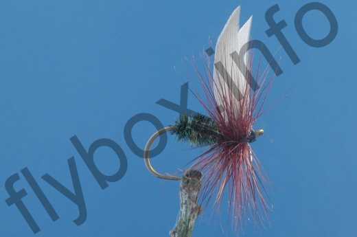 Claret Hackle