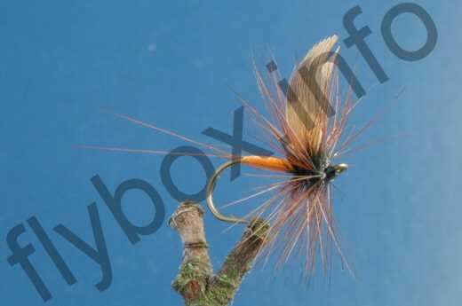 Oak Fly