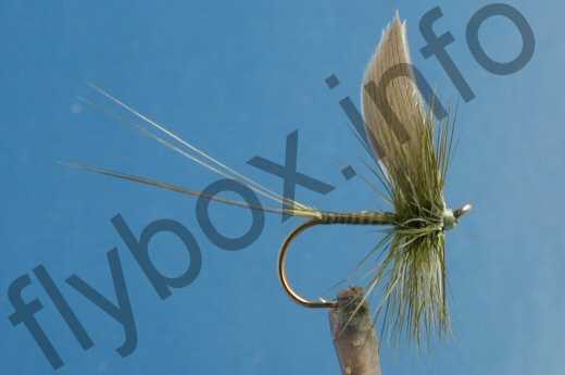 Dark Olive Quill