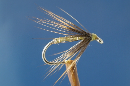 Greenwell Spider