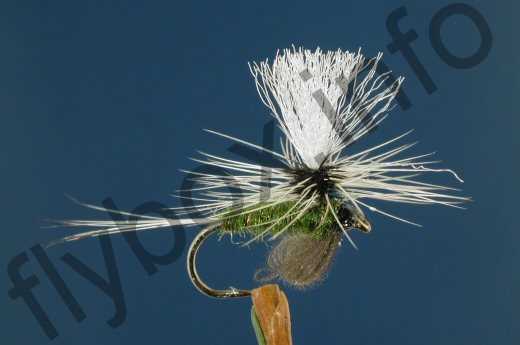 Olive Badger Para Emerger