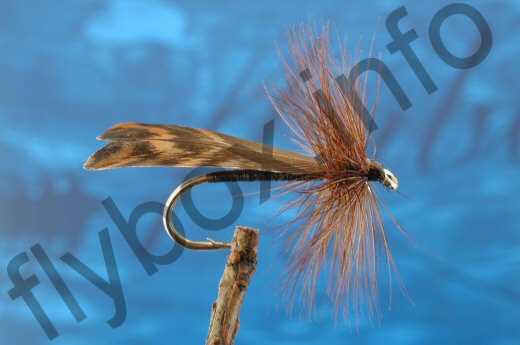 Woodcock Winged Sedge