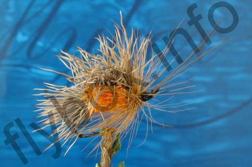 Hairy Orange Sedge