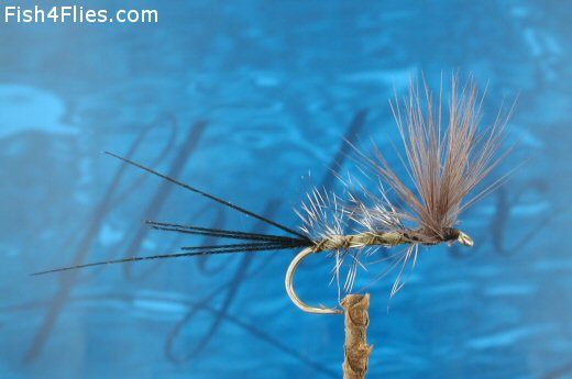 Duncans Mayfly