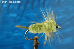 Hern's Olive Montana