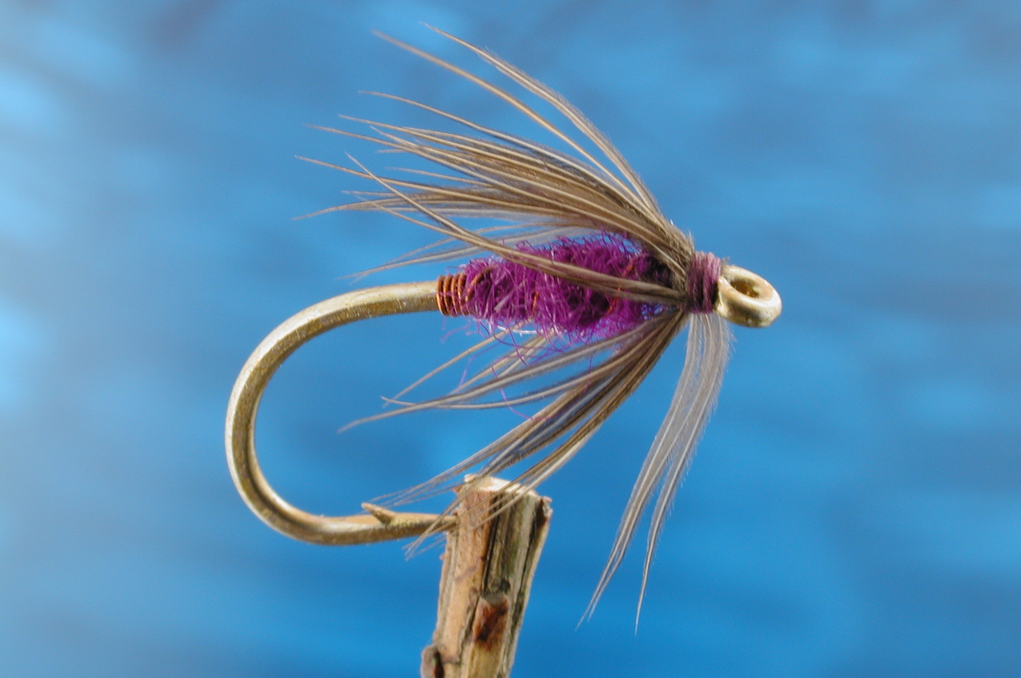 Moorhen & Purple Spider