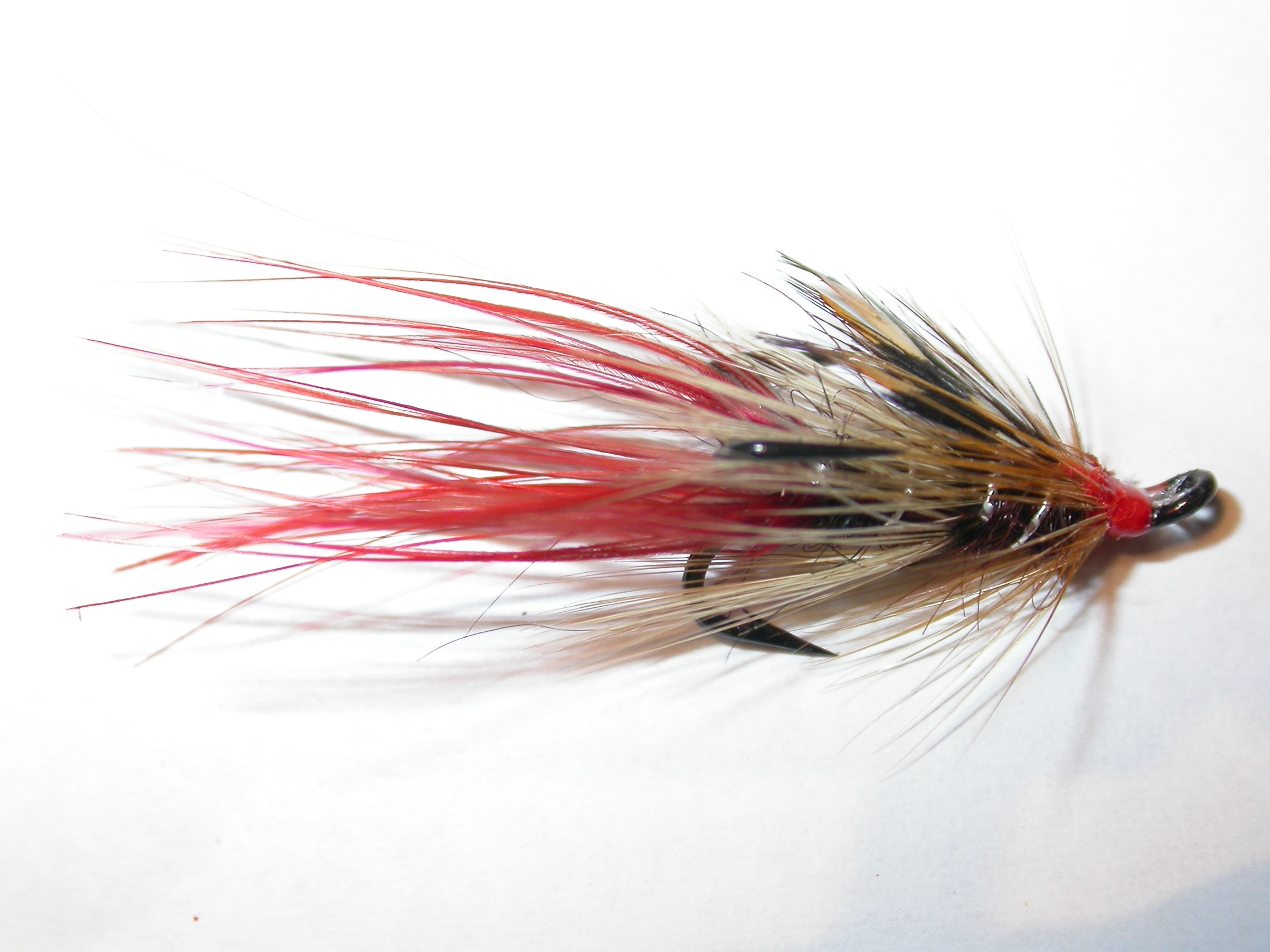 Irish Foxford Shrimp JC