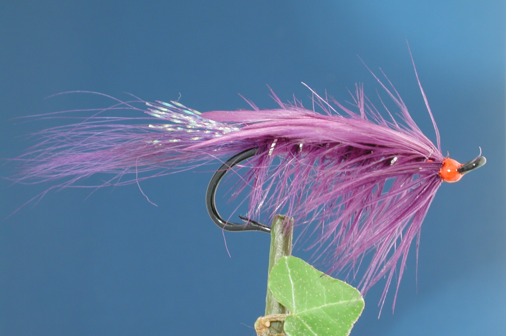 General Practitioner