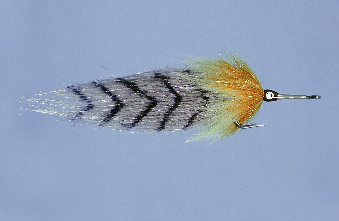 Pinocchio Tarpon Cockroach