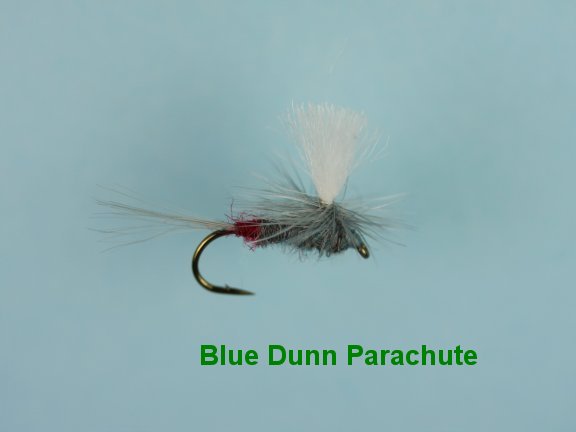 Blue Dunn Para