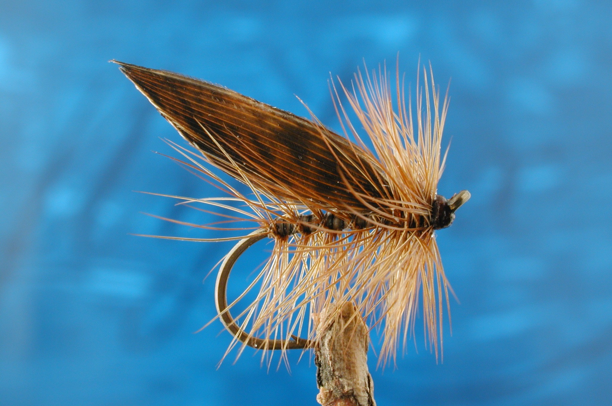 Dark Sedge