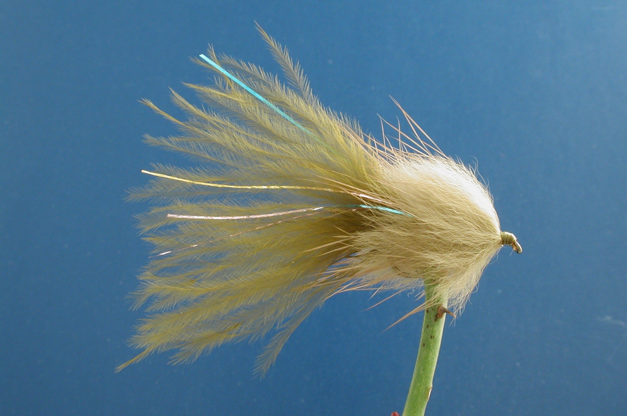 Stewarts Olive Millionaire Taddy