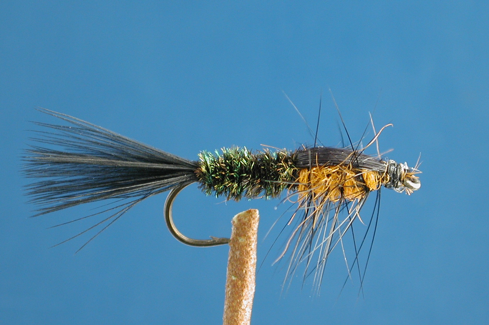 Orange Peacock Montana