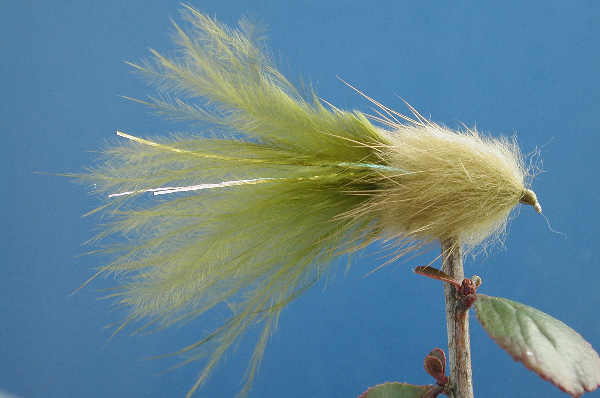 Stewarts Millionaire Taddy Olive