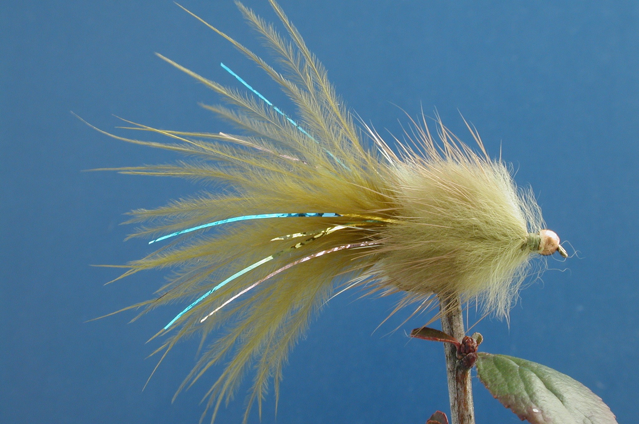 Stewarts Millionaire Taddy Olive BH