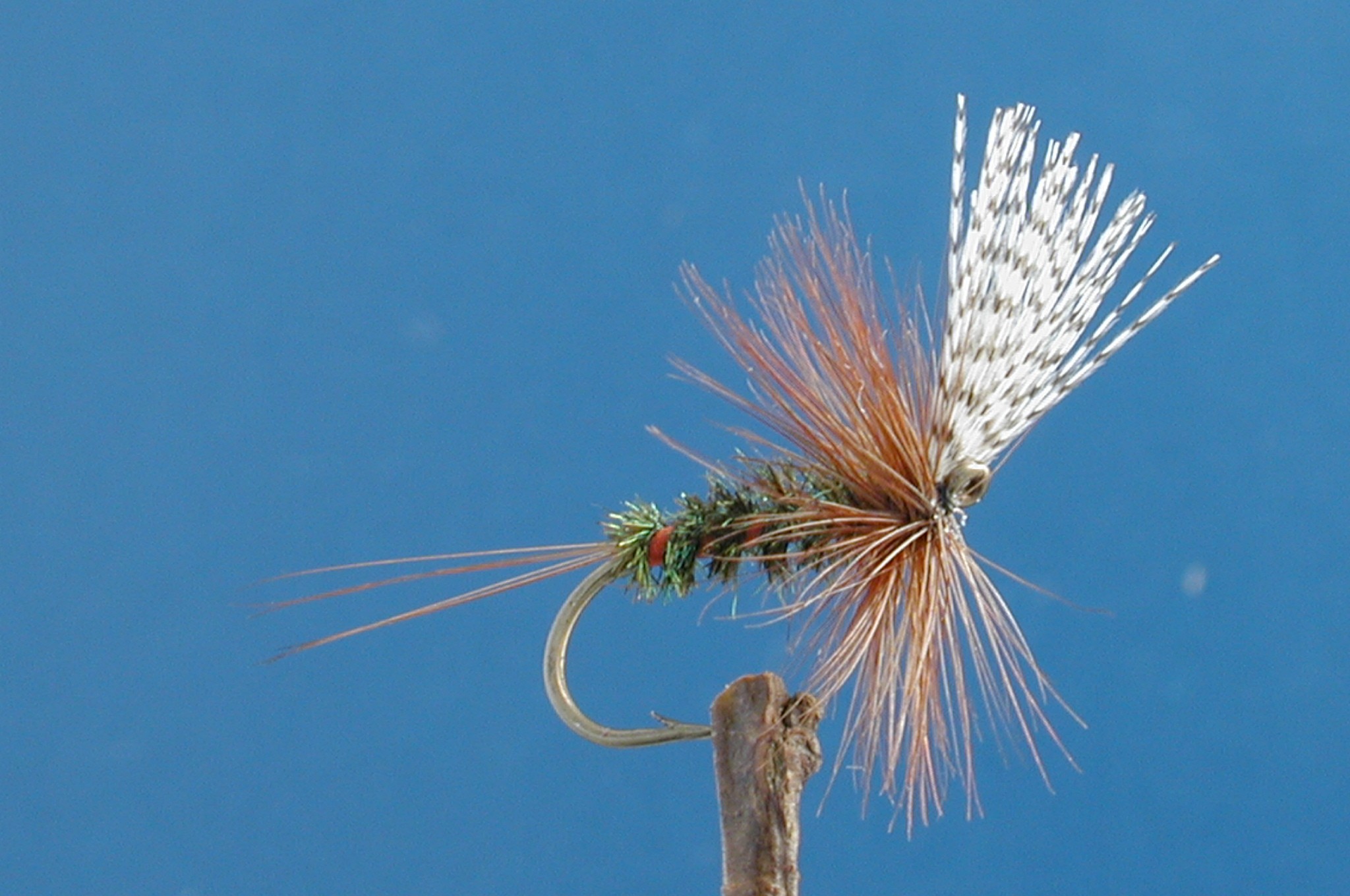 John Storey (with tail)