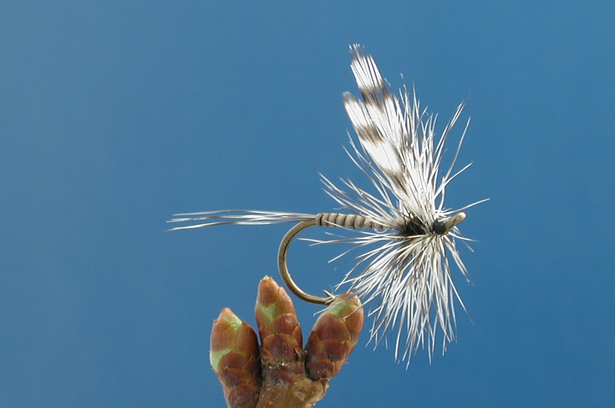 Mosquito Fly Fishing Flies with Fish4Flies Worldwide