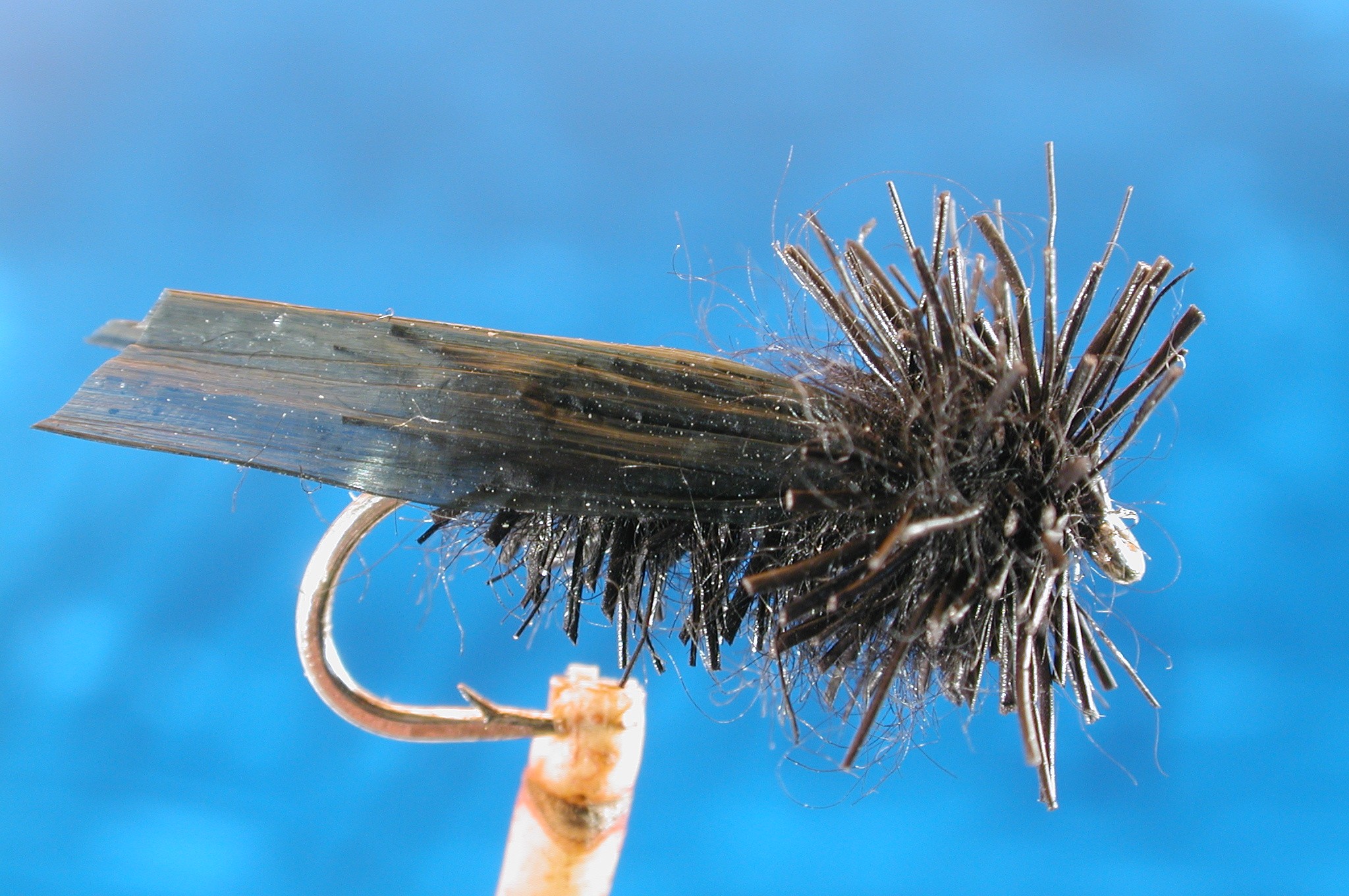 Black Moser Adult Sedge