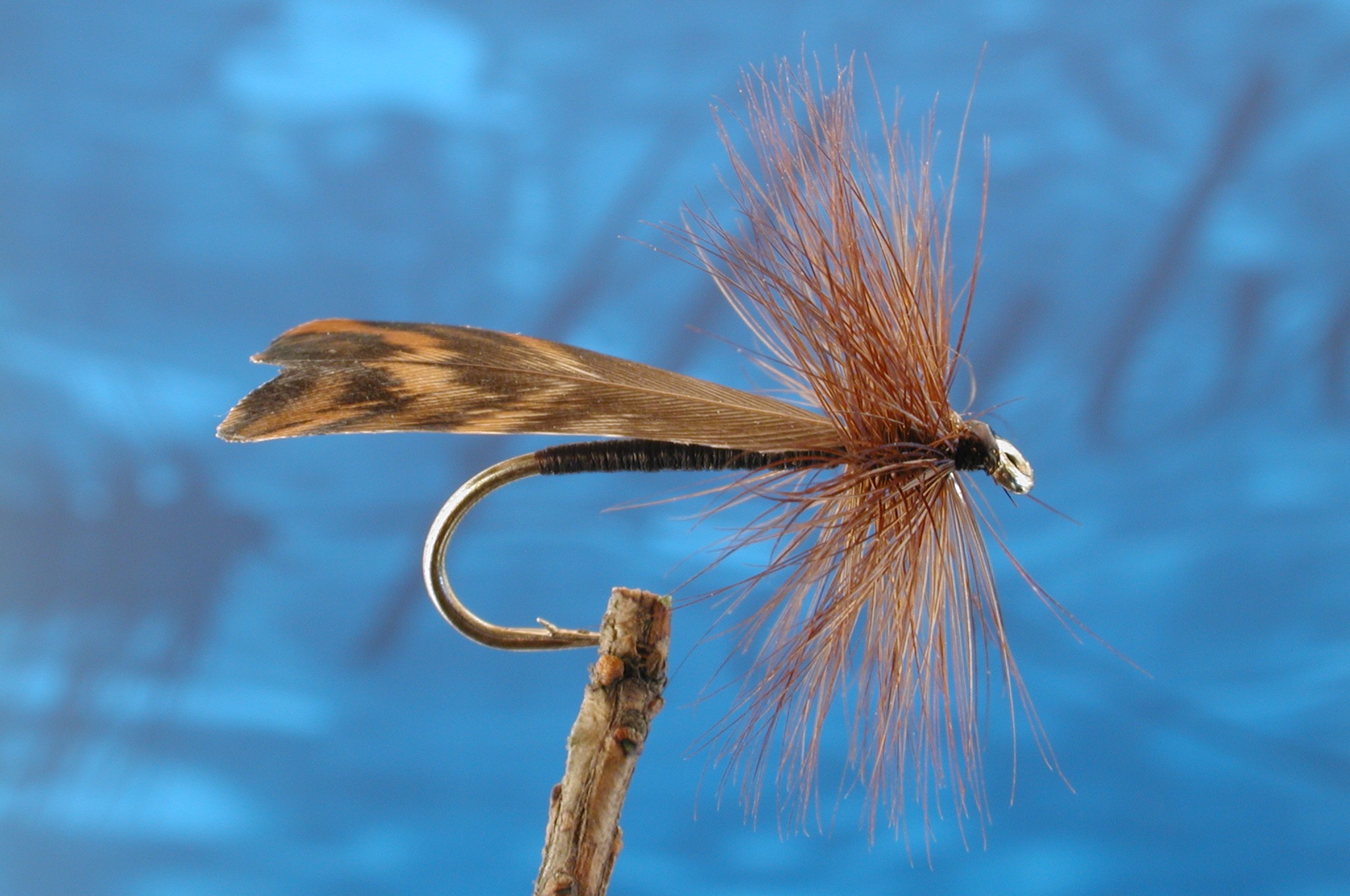 Woodcock Winged Sedge