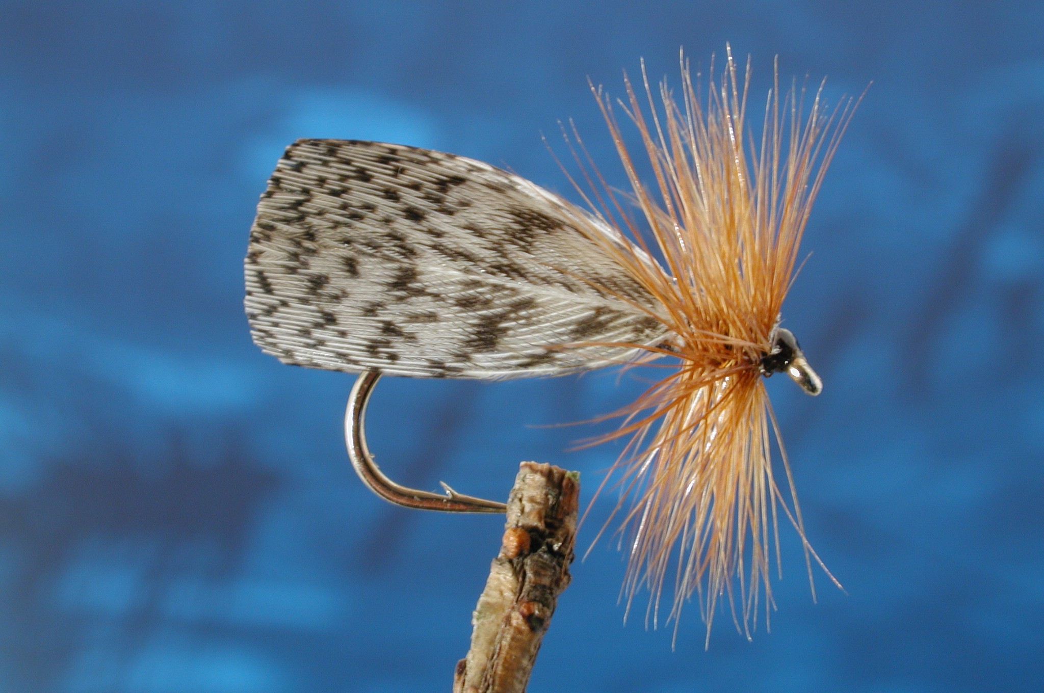 Partridge Winged Sedge