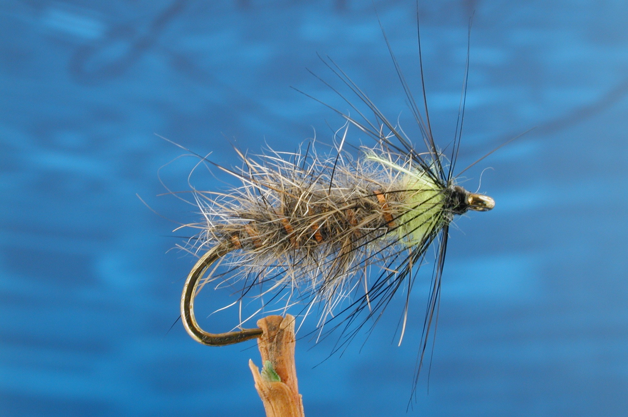 Caddis Larva