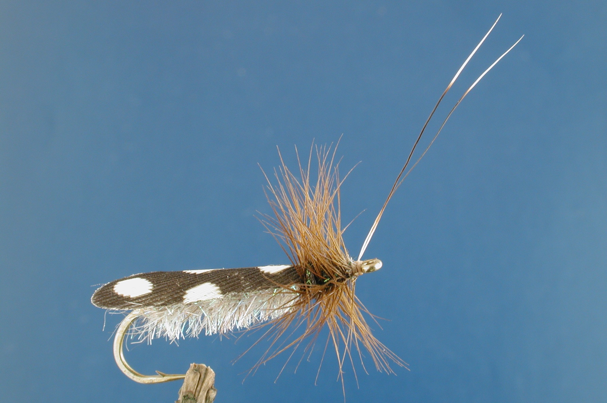Brush Caddis