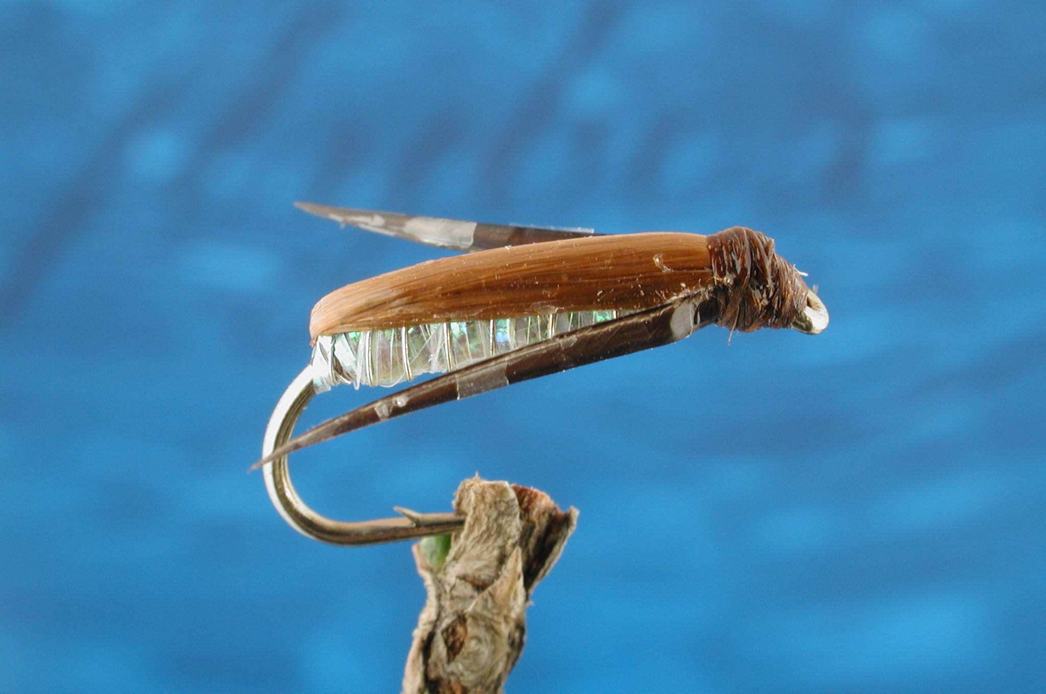 Weighted Pearly Corixa