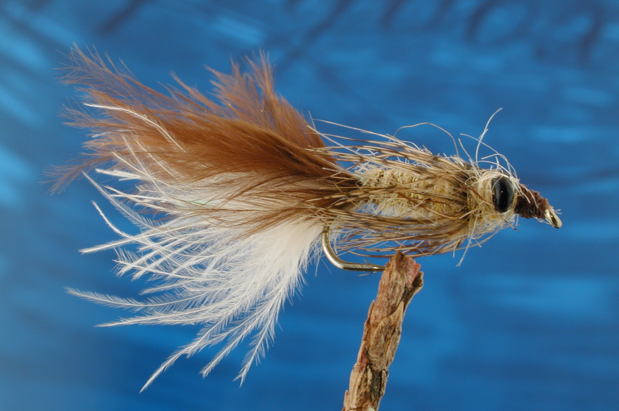 Leaded Eyed Marabuo Damsel Mayfly Nymph