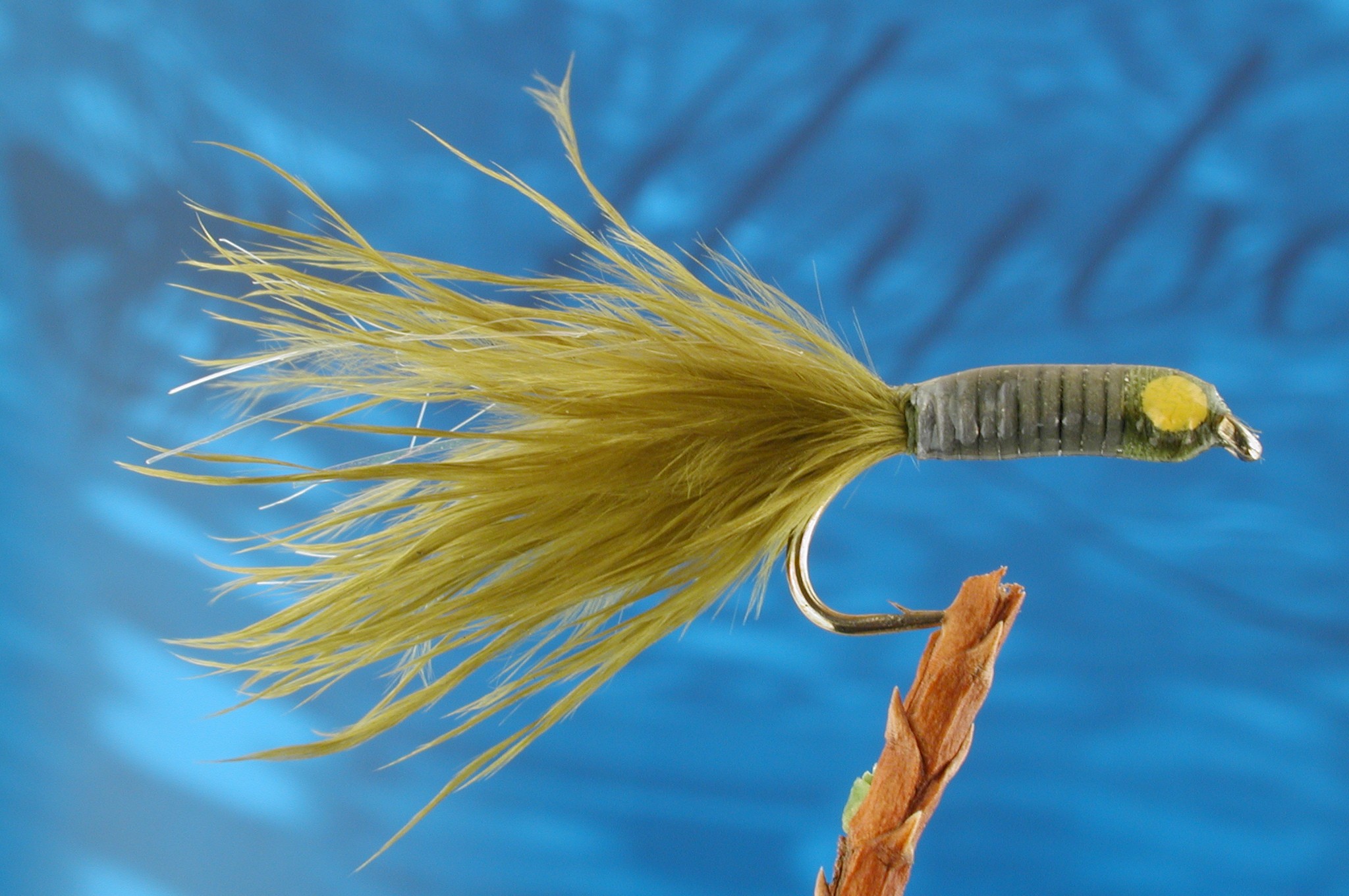 Eyed Stalking Bug Olive