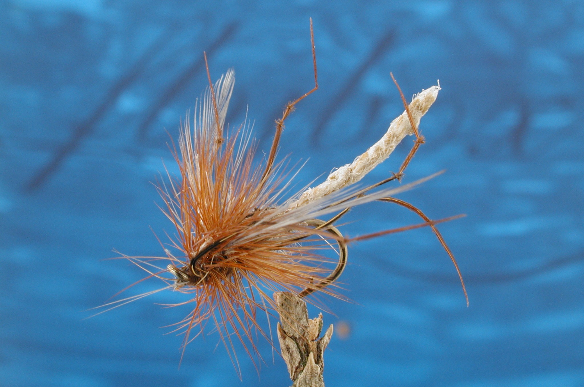 Special Detached Daddy Longlegs