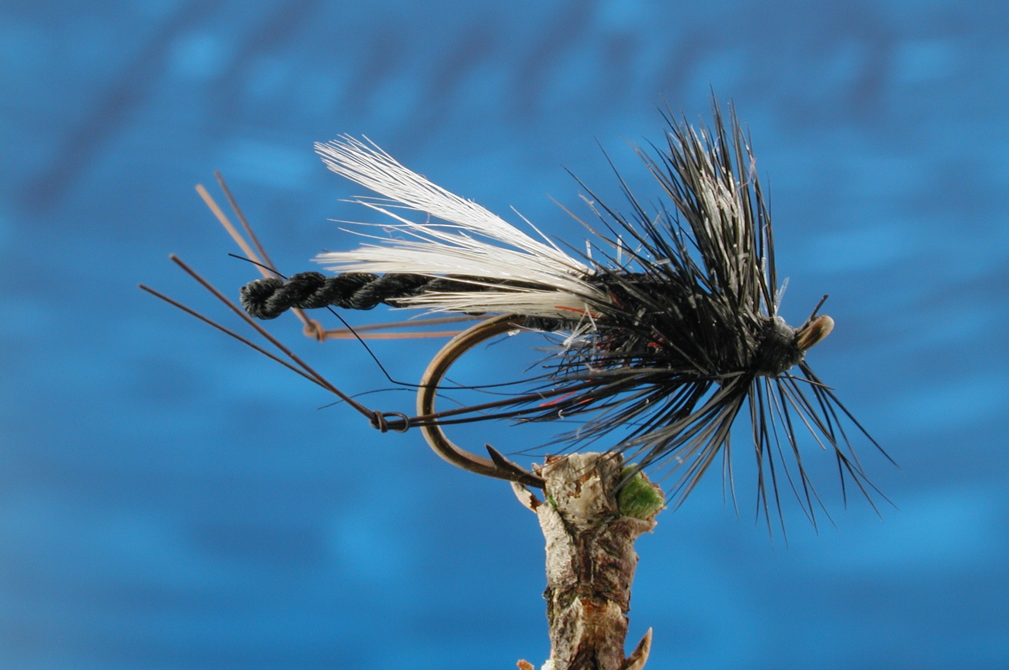 Detached Body Hawthorn