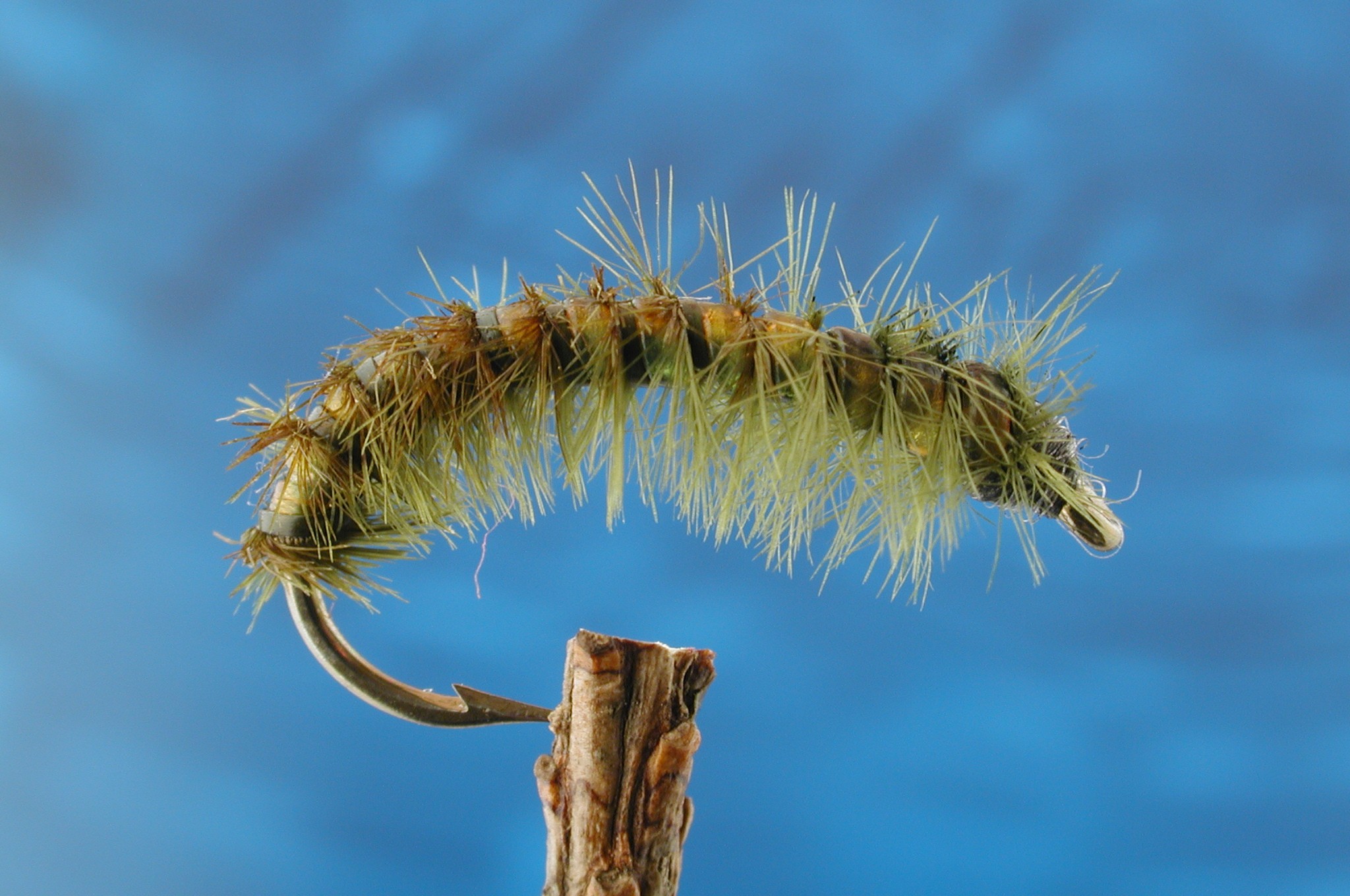 Elite Rhyacophila Larve