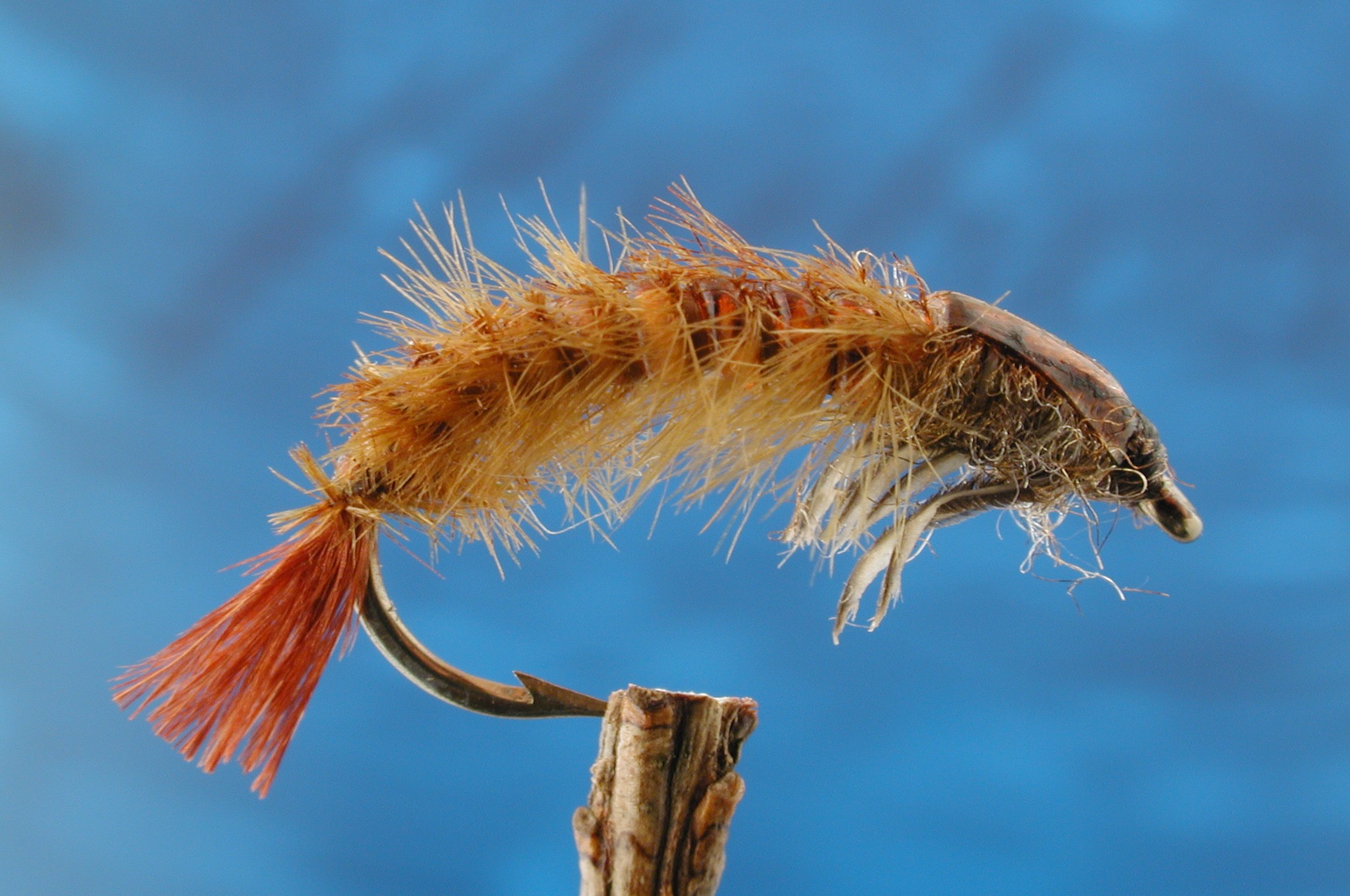 Elite Hydropsyche Larve