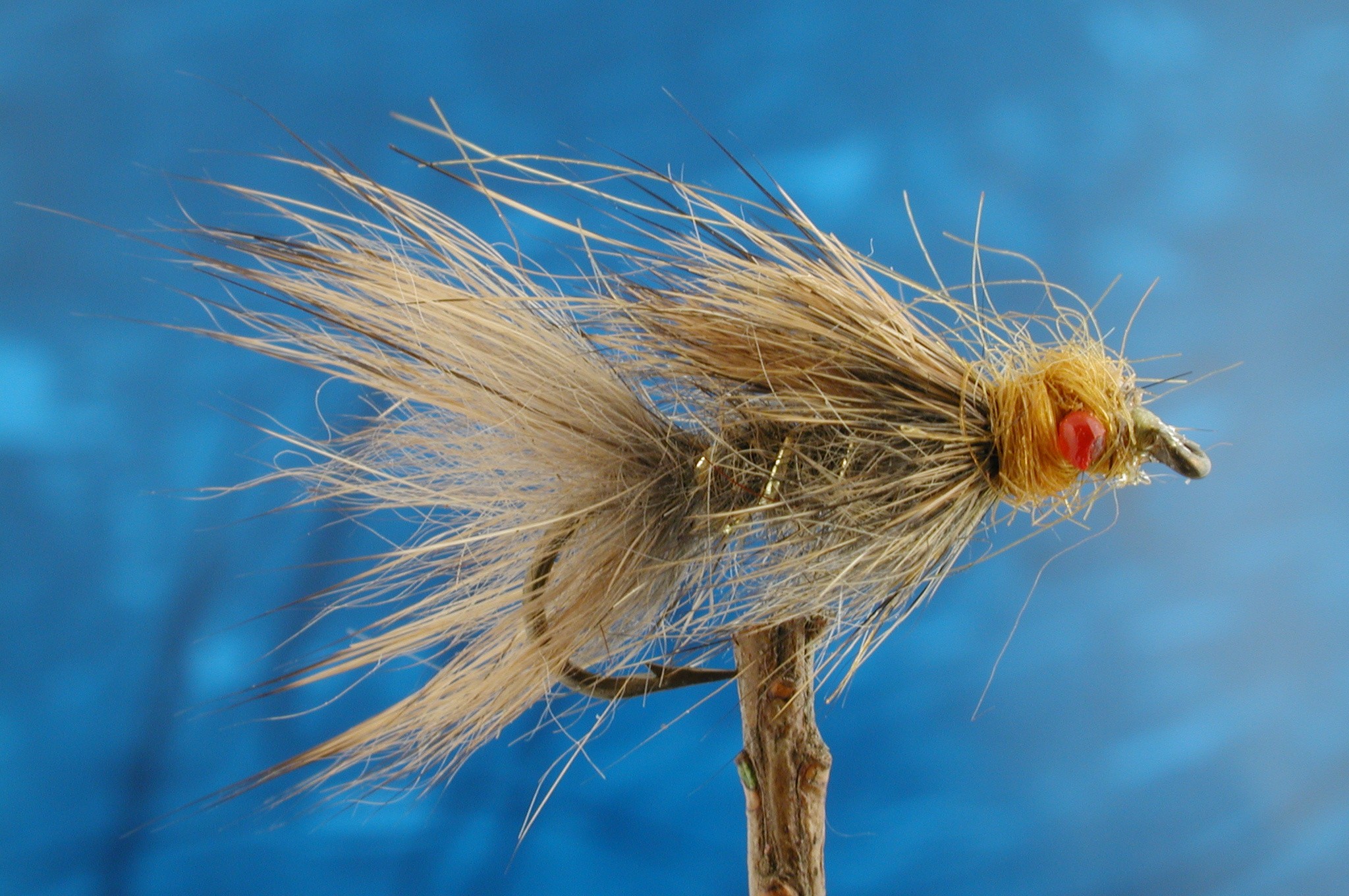 Hairy Red Eyed Gold Ribbed Hares Ear