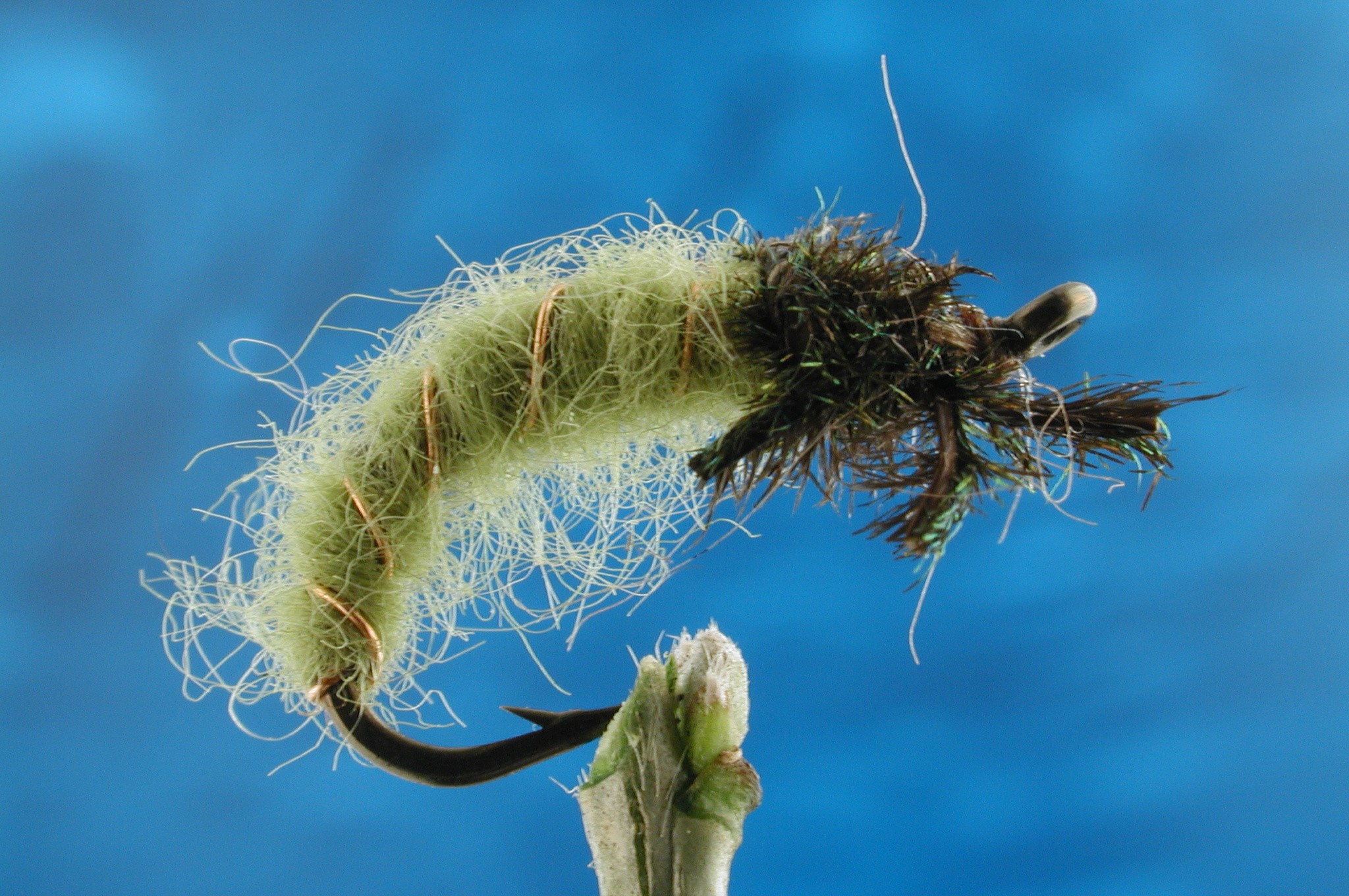 Free Swimming Caddis