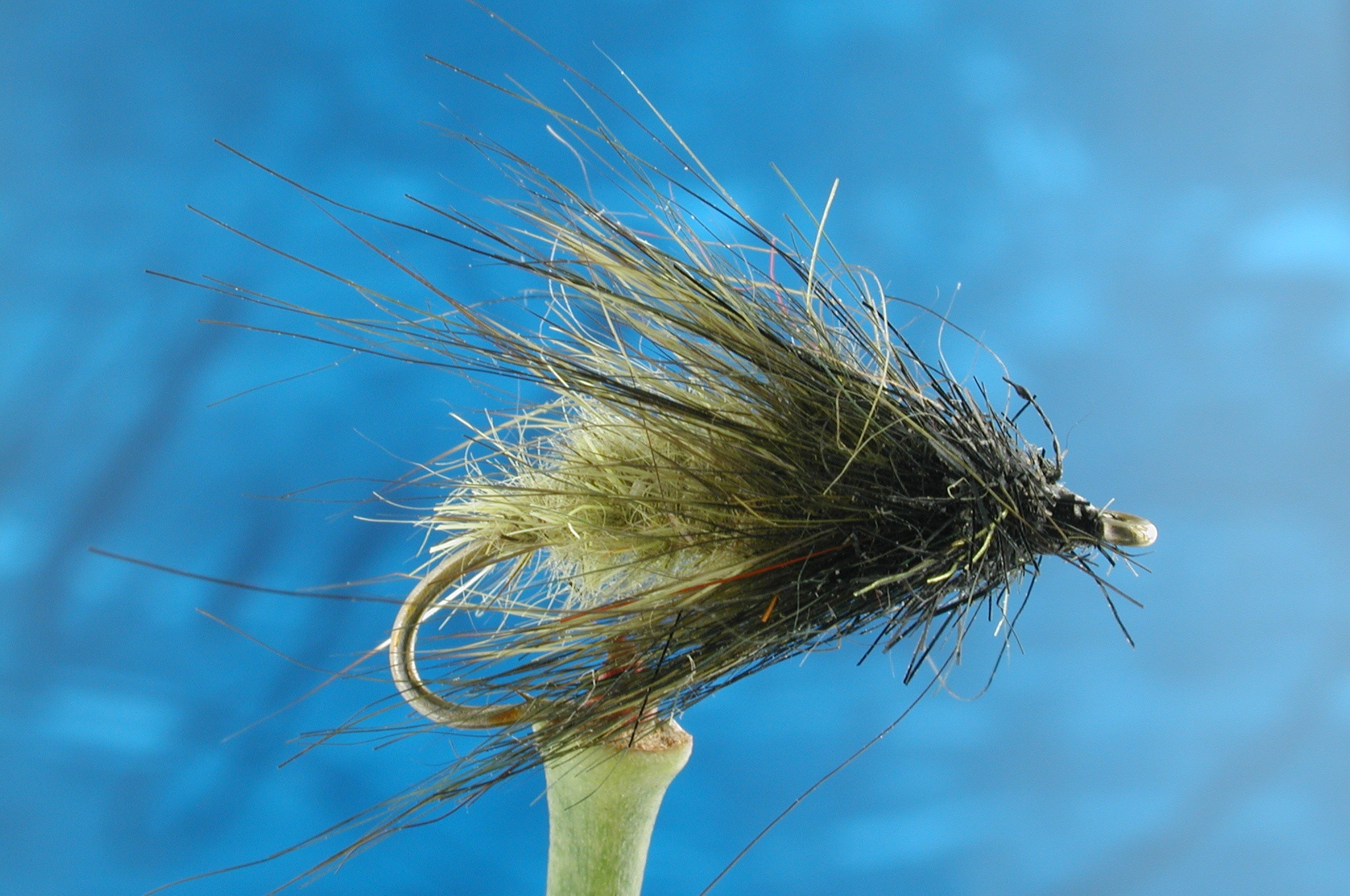 Hairy Olive Caddis Larva