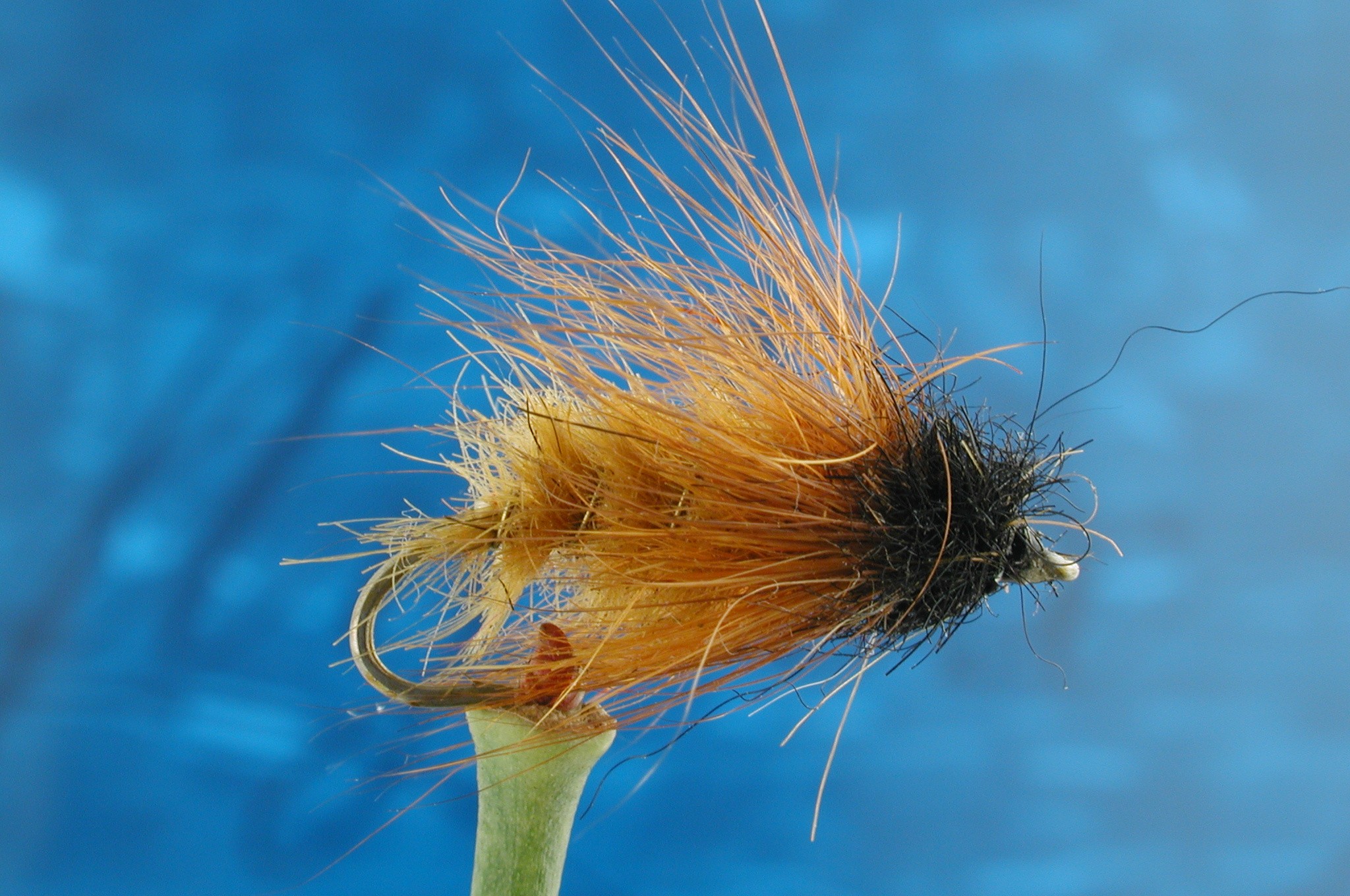 Hairy Brown Caddis Larva