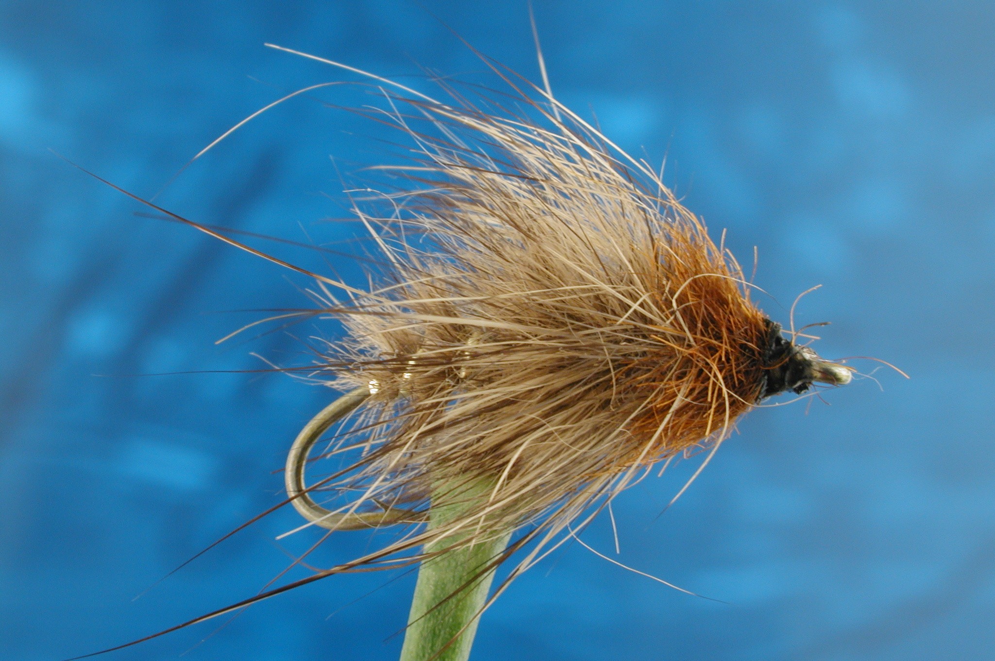 Hairy Hares Ear Larva